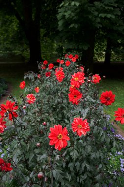 Kırmızı, tek çiçekli sarı çitli Dahlia çiçekleri. Koyu yeşillikli yarı çift corolla. Gün ışığı, arka planda ağaçlar. Dahlias adı: Llandaff Piskoposu.