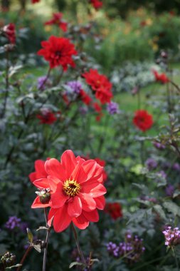  Sarı desenli ve koyu yapraklı kırmızı tek çiçekli Dahlia 'ya yakın çekim. Dahlia, Llandaff Piskoposu olarak adlandırıldı. Arka planda yeşillikler ve diğer çiçekler.