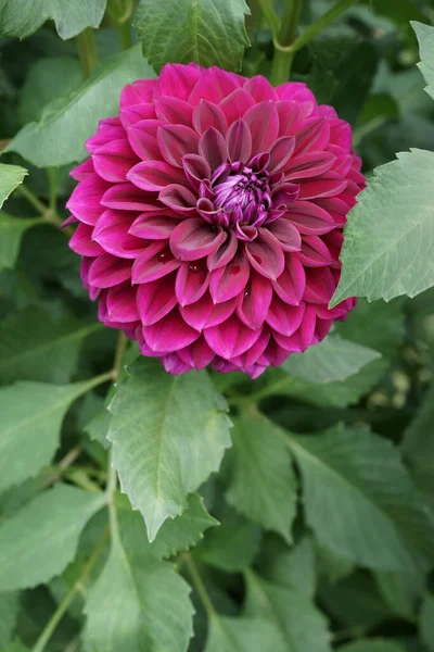 Zbliżenie Magenta Różowy Dekoracyjny Kwiat Dahlia Otoczony Liści Imię Nazwisko — Zdjęcie stockowe