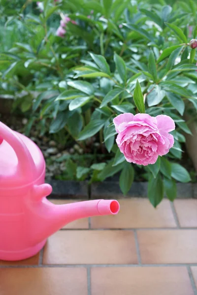 Close Uma Rega Rosa Pode Colocado Perto Uma Flor Peônia — Fotografia de Stock