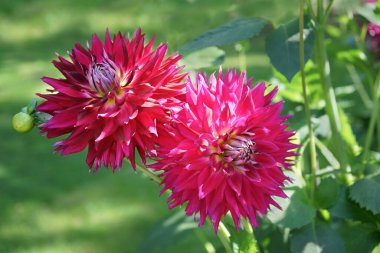 Kırmızı-pembe renkli iki Kaktüs Dahlia çiçeğine yakın plan. Dahlias 'ın adı Hapet Concord. Benekli güneş ışığı. Bulanık bitki örtüsü arka planı. 