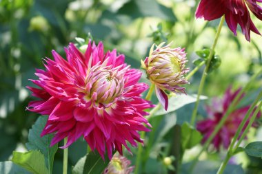 Bir Kaktüs Dahlia çiçeğine ve kırmızı-pembe renkli bir tomurcuğa yakından bakın. Dahlia 'nın adı Hapet Concord. Bulanık bitki örtüsü. Güneş ışığı.