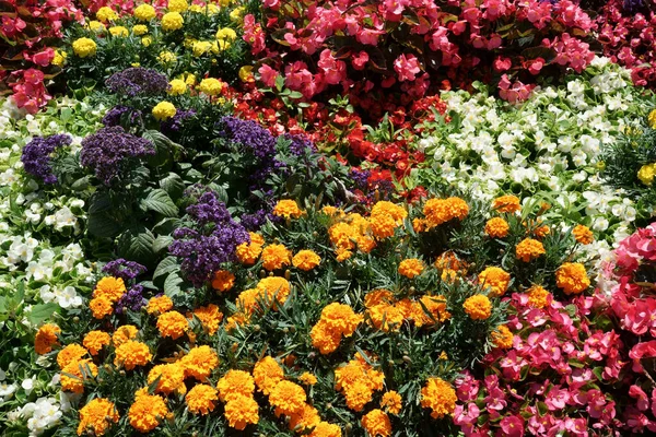 Close Flores Coloridas Como Marigolds Heliotropes Outras Flores Livre Luz — Fotografia de Stock