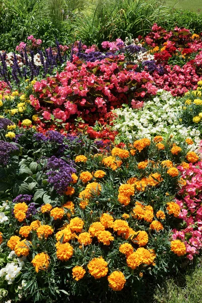 Close Colorful Flowers Marigolds Heliotropes Other Flowers Outdoor Sunlight — Stock Photo, Image