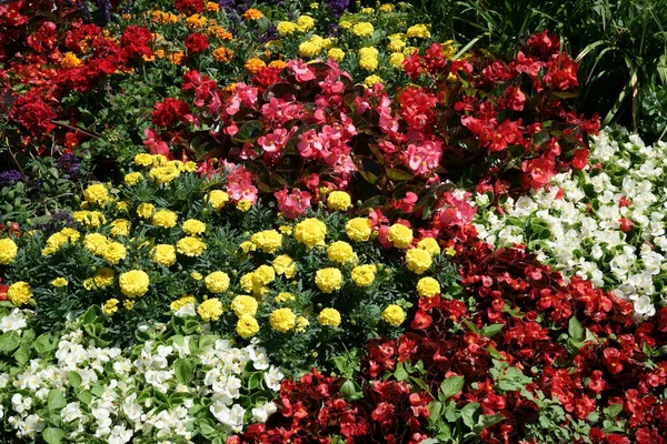 Detailní Záběr Barevné Květiny Jako Marigolds Jiné Květiny Venkovní Sluneční — Stock fotografie