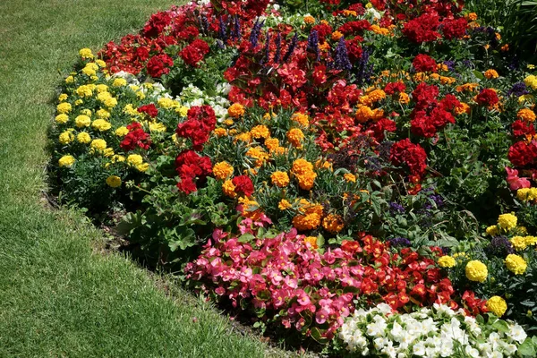 在色彩艳丽的花朵上的特写 如万寿菊和花园中的其它花朵 — 图库照片