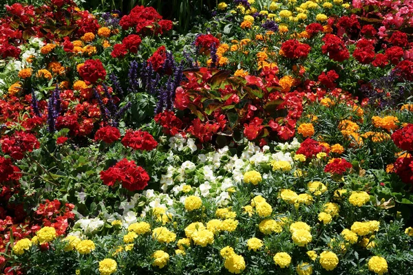 Close Flores Coloridas Como Marigolds Outras Flores Jardim Sob Luz — Fotografia de Stock