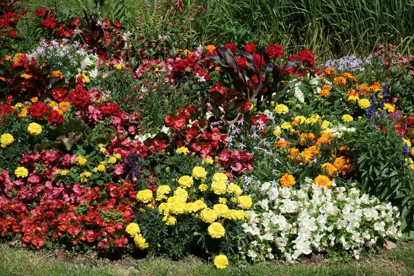 在艳阳高照的花园里 像万寿菊等五彩缤纷的花朵上的特写 — 图库照片