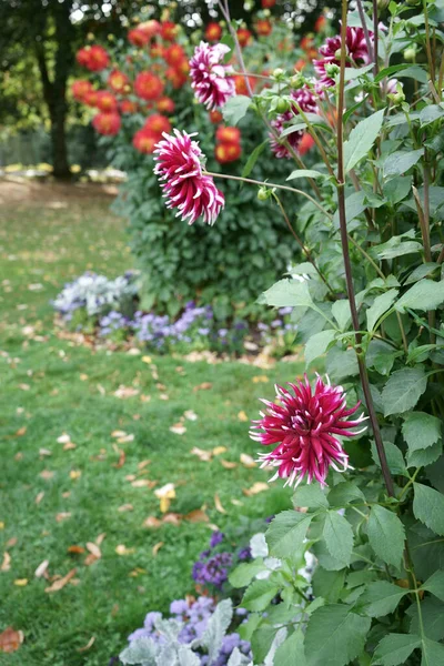 双色仙人掌大丽花 取名Belvedere 花瓣从品红到白呈双色 秋天的落叶落在草坪上 背景中的树木和其他Dahlias — 图库照片