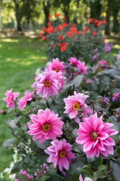 Detailní Záběr Fialovo Růžové Květy Pivoňkového Květu Dahlia Názvem Fascination — Stock fotografie