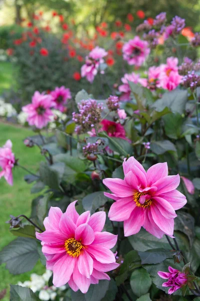 Close-up on violet-pink peony-flowered Dahlia blossoms named Fascination. Orange-red Dahlias and trees in the background.