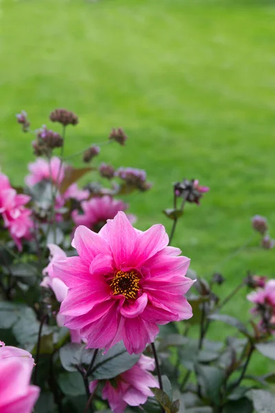 Close-up on a violet-pink peony-flowered Dahlia blossom named Fascination. Dark foliage and lawn in the background. Copy space.