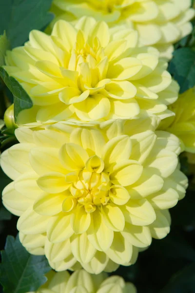 Close Two Yellow Decorative Dahlia Blossoms Sunlight Dahlias Named Cottbuser — Stock Photo, Image