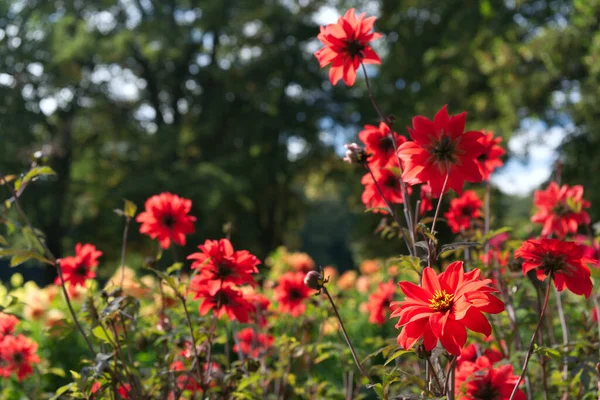 Scarlet Red Single Flowered Dahlia Blossoms Yellow Pistils Semi Double — Stock Photo, Image