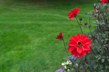 Kırmızı yarı duble Dahlia çiçeğine yakın plan. Koyu yeşil yapraklar, diğer kırmızı Dahlia 'lar ve arka planda çimenler. Dahlias, Llandaff Piskoposu seçildi.