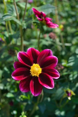 Tek çiçekli Dahlia çiçeğine yakın plan, daha parlak kenarları olan koyu pembe bir çiçek. Sarı merkez. Dahlia 'nın adı Palmstroem. Yaprak arkaplanı.