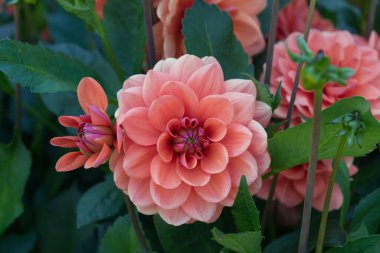 Su zambağı Dahlia çiçeğinin ve tomurcuğunun yapraklarıyla çevrili olduğu yakın plan. Somon rengi. Dahlia 'nın adı Geerlings Cupido.