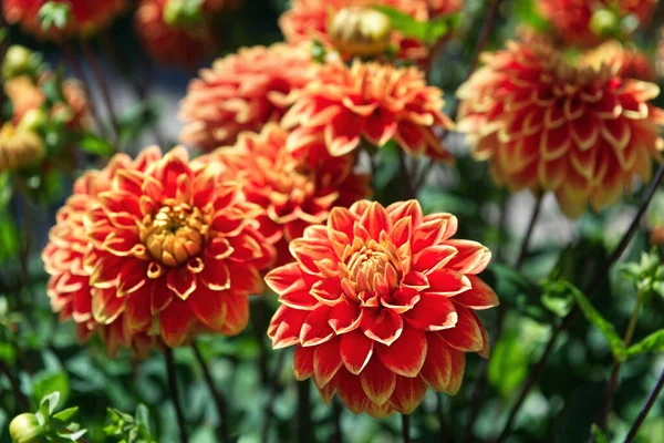 Portakal kırmızısı dekoratif Dahlia güneş ışığı altında çiçek açar. Arka planda aynı renkli Dahlia 'lar var. Dahlias Bettina Verbeek.
