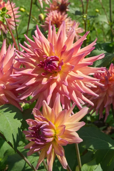Close-up on two peach colored semi-cactus Dahlia blossoms named Dagla 80 in a garden with sunlight.