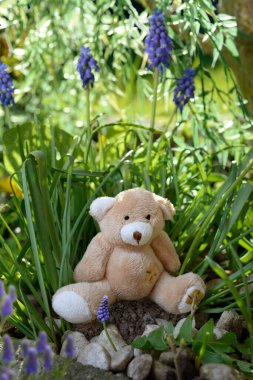 Bitkilerle Muscari Ermeniacum çiçekleri arasında bahçede oturan bir oyuncak ayı. Arka planda öğleden sonra güneşi.