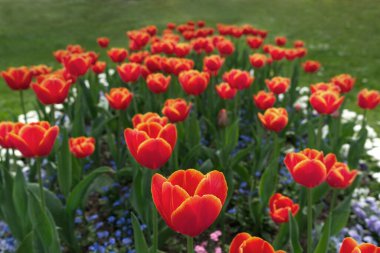 Red-orange Triumph variety tulips with yellow edges in a garden. Myosotis flowers planted between the tulips.Tulips named Angela Merkel. clipart