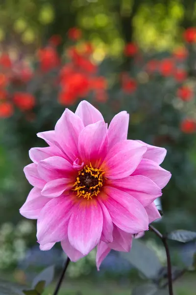 Close-up on a violet-pink peony-flowered Dahlia blossom named Fascination. Blurred red flowers and trees in the background. Copy space.