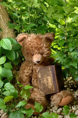 Bahçede oturmuş, okuma gözlüğü takan kahverengi bir ayı. Kucağında eski bir kitap var.. 