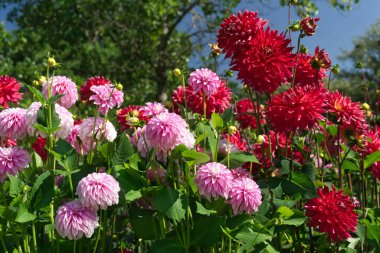 Pembe Stellar Dahlias ve kırmızı Çeşnili Dahlias güneş ışığı altında bir çiçek tarhında. Hapet Akita adında bir kırmızı yıldız..