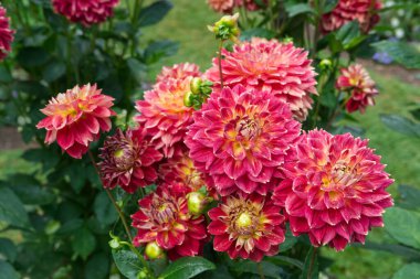 Bahçede çiçek açan kırmızı-pembe dekoratif Dahlia grubuna yakın çekim. Dahlia 'nın adı Jowey Cherbourg.
