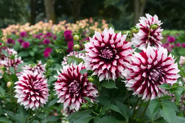 Mor kırmızılı Dahlia, bahçesinde beyaz uçlu çiçekler açar. Dahlias 'ın adı Kazusa-Shiranami. Arka planda farklı renklerde Dahlia 'lar var.. 