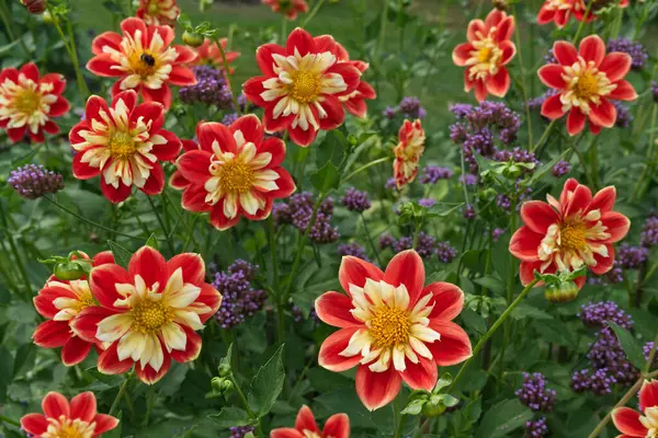 stock image Red Collerette Dahlias with yellow frizzy petals in the center. Some Verbena Bonariensis mixed between the Dahlias that are named Michael Roesch.