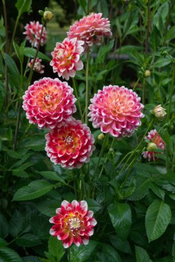 Dekoratif Dahlia kırmızı ve beyaz taç yapraklarıyla çiçek açar. Arka planda yeşillik var. Dahlias 'ın adı Hapet Kutlaması.