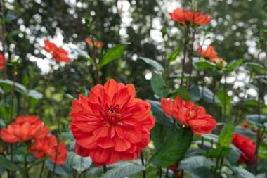 Orange-red decorative Dahlia blossoms with rain-drops in a garden. Trees in the background. Dahlias named Koestritzer Jubilaeum. clipart