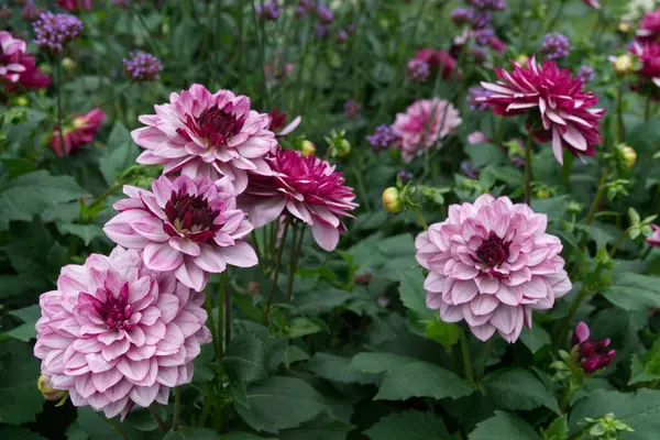 stock image Bicolor waterlily Dahlias with lilac to deep purple petals between Purpletop Vervain flowers. Dahlias named Creme de Cassis.