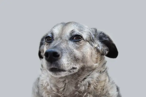 Melez bir köpeğin kafasından vurularak yapılmış portresi pis bir güvensizlik ifadesi veriyor. Düz arkaplan.