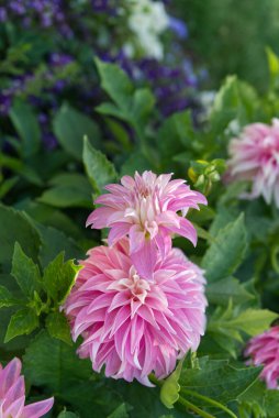 Bahçede çiçek açan iki pembe yıldız Dahlia 'ya yakın çekim. Dahlias 'ın adı Verrones DF.