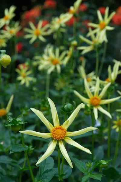 stock image Yellow Star Dahlias named Honka in a garden. Orange flowers in the background.