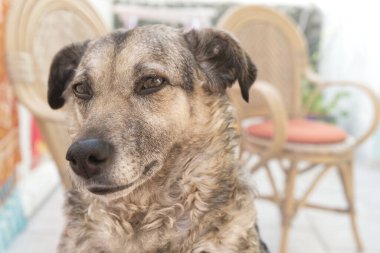 Melez bir köpek önyargılı dikkatli bir bakış atıyor. Yakın plan çekimler ve arka planda bulanık mobilyalar..