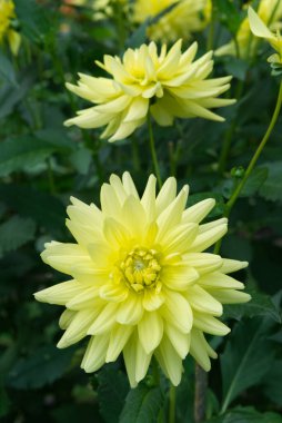 Close-up on a yellow semi-cactus Dahlia blossom between foliage. Dahlia named Aggerperle. clipart