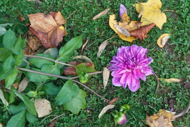 Destroyed decorative Dahlia and faded Autumn leaves on the ground after a storm. Dahlia named Alpen Pauline. clipart