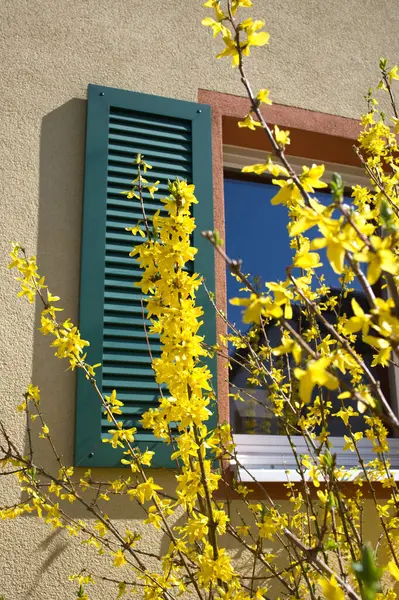 Yeşil kepenkleri olan sarı çiçekli bir çalı çalısı parçası. Güneş ışığı.