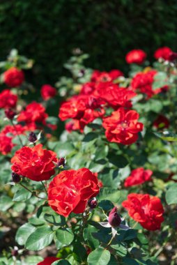 Portakal kırmızısı Floribunda gül çeşitleri ve yaprakları güneş ışığı altında bir bahçede. Tornado isimli güller.