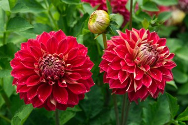 İki pembe-kırmızı dekoratif Dahlia, soluk sarı altları var. Arka planda yeşillik var. Dahlias 'ın adı Hapet Cinderella.