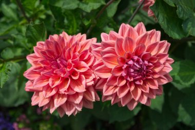 Close-up on two decorative salmon colored Dahlias in a garden. Their foliage in the background. Dahlias named Hapet Romance.