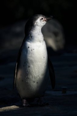 Hayvanat bahçesindeki penguen