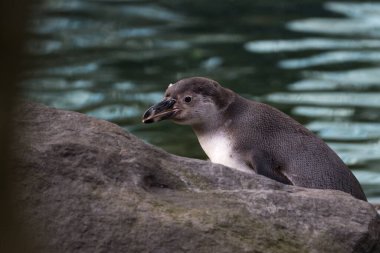 Hayvanat bahçesindeki penguen