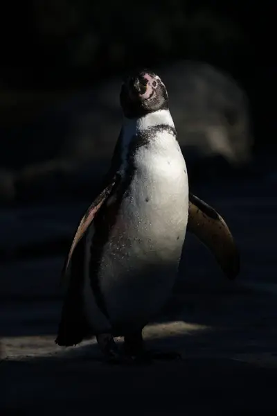 stock image penguin in the zoo