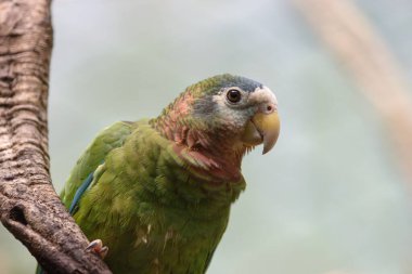 Yeşil bir papağanın portresi