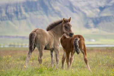 Doğada oynayan taylar