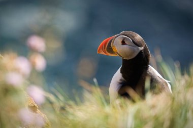  Kırmızı gagalı Tukan.